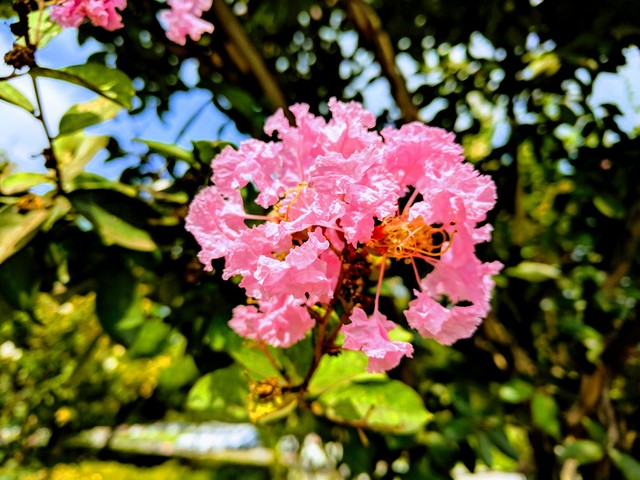 분홍색 배롱나무 꽃 - 배롱나무; Lagerstroemia indica; 도금양목; 부처꽃과; 백일홍; 백일홍나무; 분홍색 꽃; 