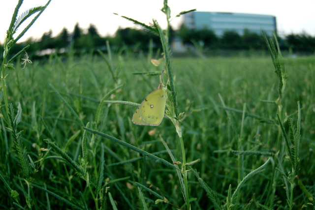 DSCF3743 - 노랑나비; Colias erate; Eastern Pale Clouded Yellow; 
