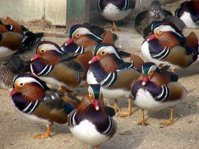 Mandarin Ducks (Aix sponsa) | 원앙 무리 - Mandarin Duck; Aix galericulata; mandarin ducks; 