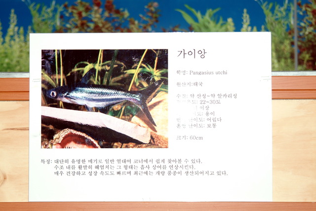 DSCF3409 - Pangasius sutchi; Iridescent Shark; Pangasius hypophthalmus; sutchi catfish; 가이앙; 가이양; 