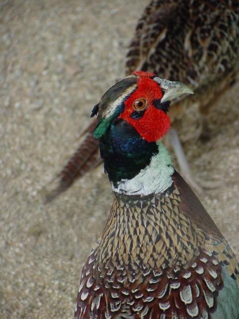 꿩(Ring-necked Pheasant/male)
