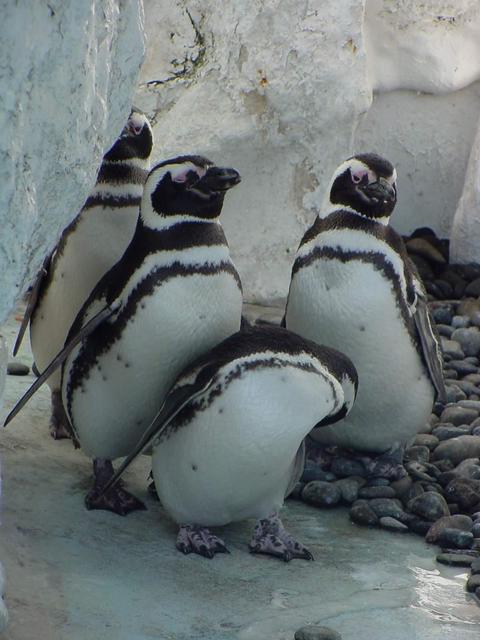 마젤란펭귄(Magellanic Penguins)
