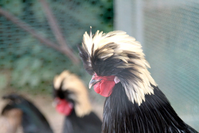 DSCF3428 - Polish Chicken; 폴리쉬; 닭; Gallus gallus domesticus; 