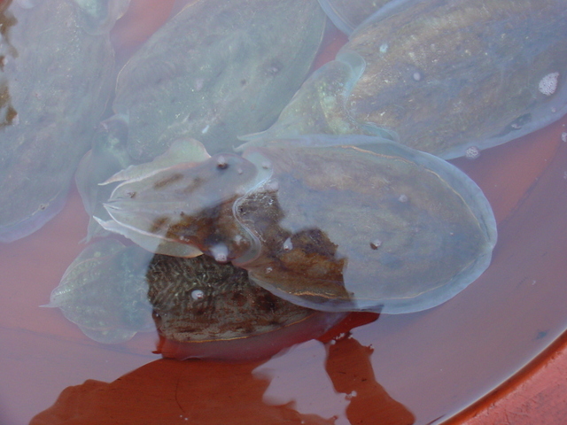 갑오징어(cuttlefish)
