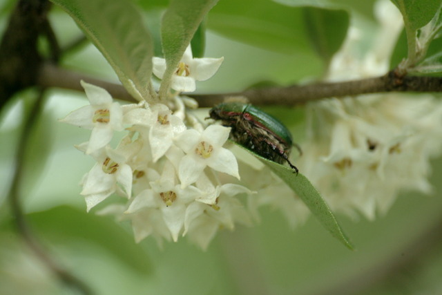 DSCF5102 - 곤충; 꽃무지류; 풀색꽃무지; Gametis jucunda; 