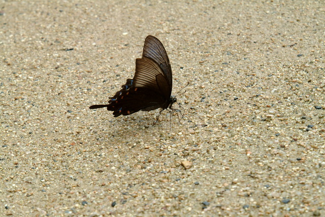DSCF8250 - 제비나비; Papilio bianor; 호랑나비과; 나비; 