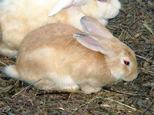 Domestic Rabbits | 집토끼