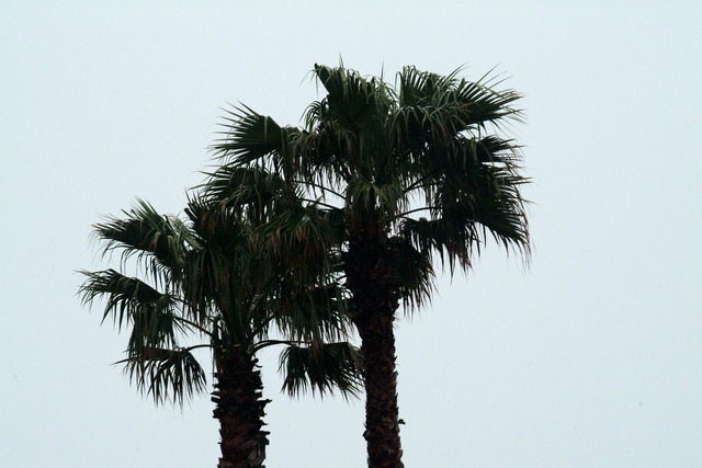 DSCF5362 - 야자수; palm tree; 