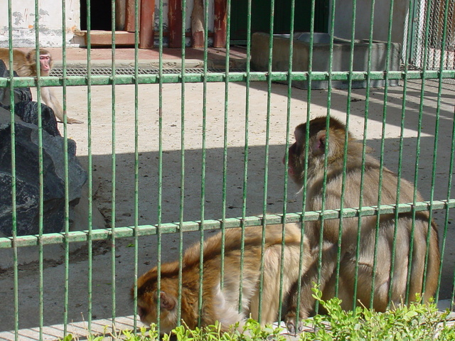 일본원숭이(Japanese Macaques)
