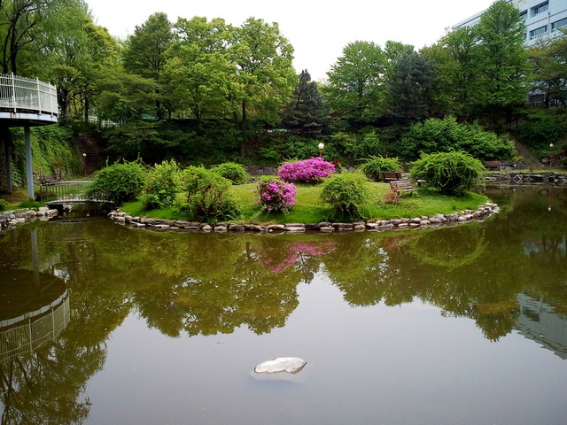 사진110504_005 - 연못; KISTI; 서울분원; 철쭉; 섬; 
