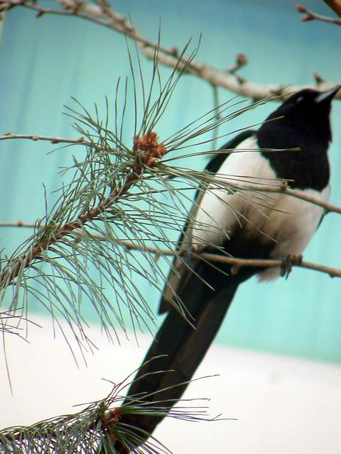 Black-tailed magpie | 까치 - Pica sericea; 