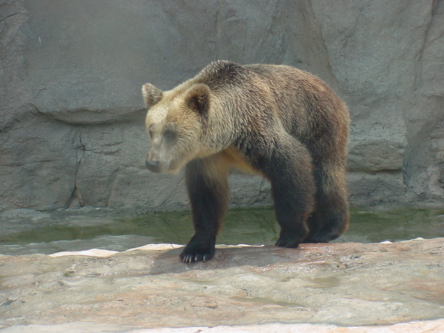 유럽불곰(European Brown Bear) - 곰; 불곰; Ursus arctos; 