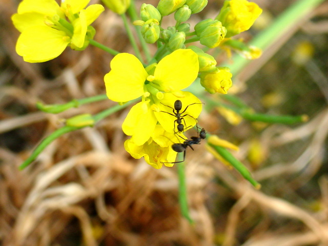 꽃과 개미 두마리 - 유채꽃; 유채; 개미; 