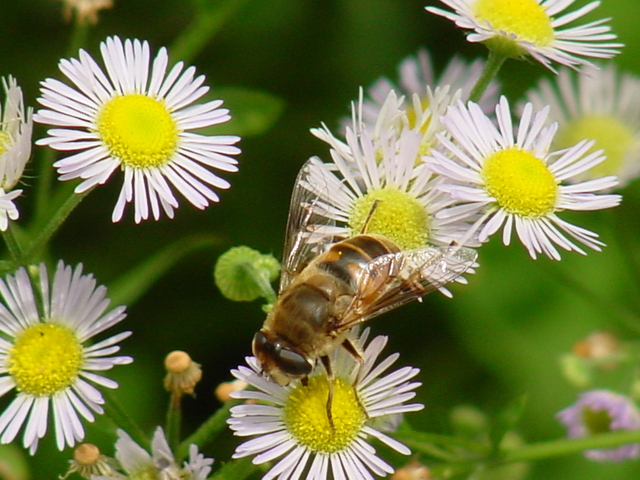 들국화 꽃위의 꿀벌 - 개망초; 꽃등에; 