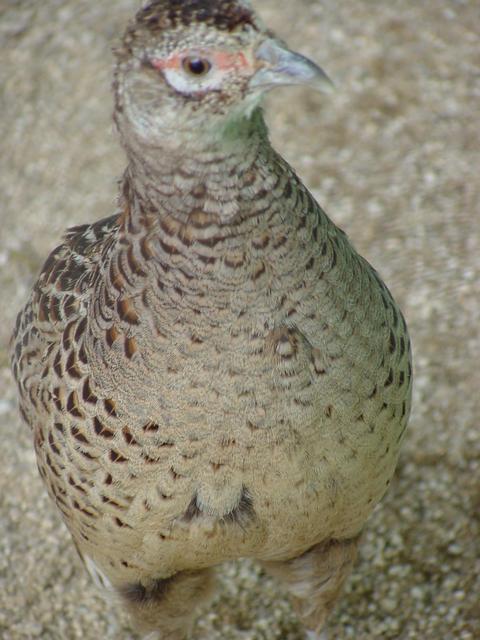 꿩(Ring-necked Pheasant/female)
 - 꿩; 까투리; 