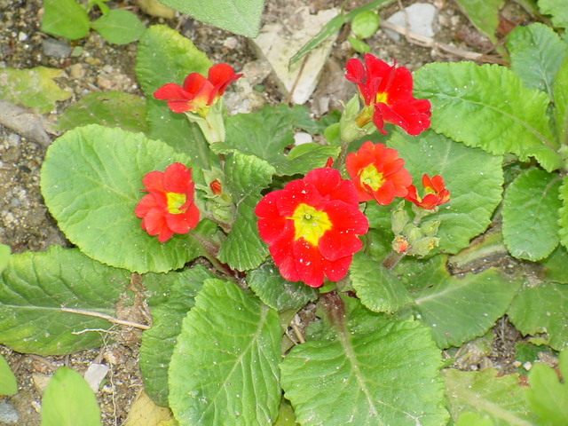 빨간 꽃
