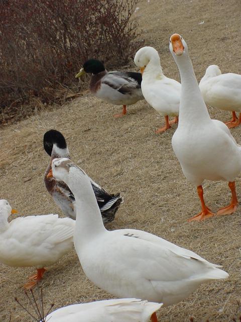 거위(Domestic Goose)
 - 거위; 오리; geese; Anser cygnoides; Swan Goose; 