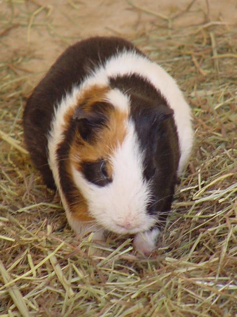 기니아피그(Guinea Pig)
 - 기니피그; 기니아피그; Guinea pig; 