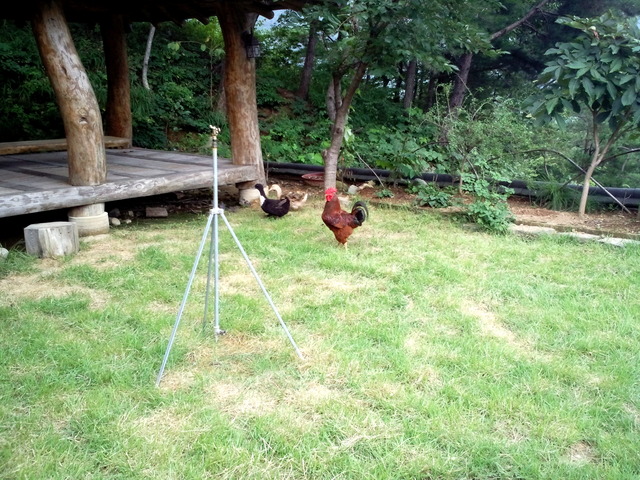 사진110828_007 - 뜰; 정자; 닭; 장닭; 정원; 산청; 