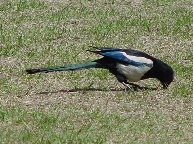 까치(Black-billed Magpie)