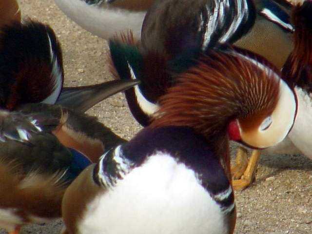 Mandarin Ducks (Aix sponsa) | 원앙 무리 - Aix sponsa; 