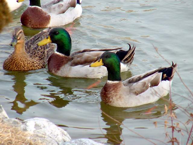 Mallard Ducks | 청둥오리 - 연못; 오리; 풍경; 