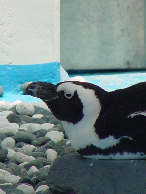 아프리카재카스펭귄(African Jackas Penguin)
 - 펭귄; 