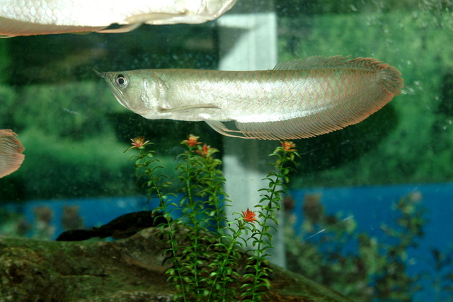 DSCF3406 - 용어; 龍魚; Silver Arowana; Osteoglossum bicirrhosum; 아로와나; 