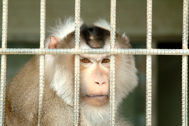 DSCF3418 - 돼지꼬리원숭이; Southern Pig-tailed Macaque; Macaca nemestrina; monkey; 