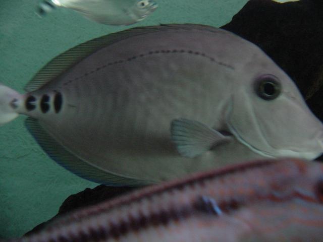 쥐돔(<i>Prionurus microlepidotus</i>, Surgeonfish)
 - 쥐돔; Surgeonfish; fish; 