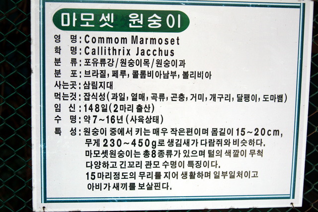 DSCF3329 - 마모셋원숭이; Common Marmoset; Callithrix jacchus; 