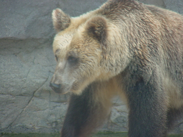 유럽불곰(European Brown Bear) - 불곰; 유럽불곰; Ursus arctos; 