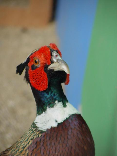 꿩(Ring-necked Pheasant/male) - 꿩; 장끼; Phasianus colchicus; 