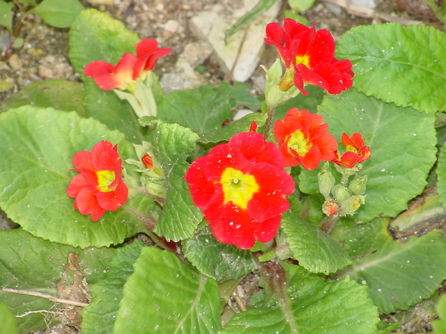 빨간 꽃
