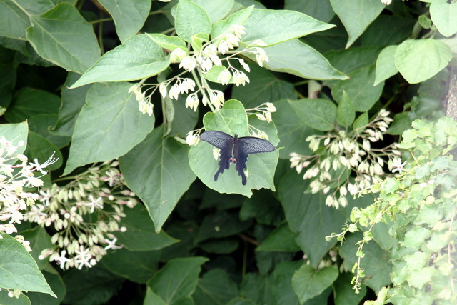 DSCF3502 - 긴꼬리제비나비; 나비; Papilio macilentus; 