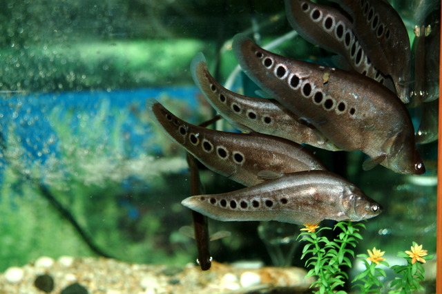 DSCF3396 - Indian Knifefish; Notopterus chitara; 인도칼메기; 