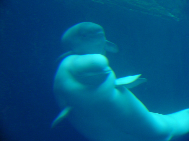 Beluga Whales
 - beluga; 