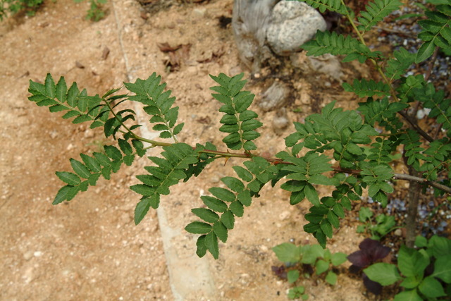 DSCF6494 - 산초나무; Zanthoxylum schinifolium; 