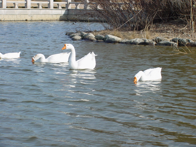 거위(Domestic Goose)
 - gee; geese; 거위; Anser cygnoides; Swan Goose; 