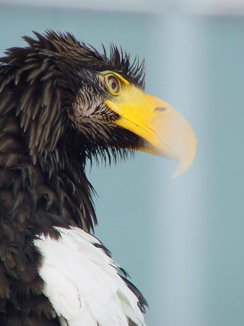 흰죽지참수리(Steller\'s sea eagle)
