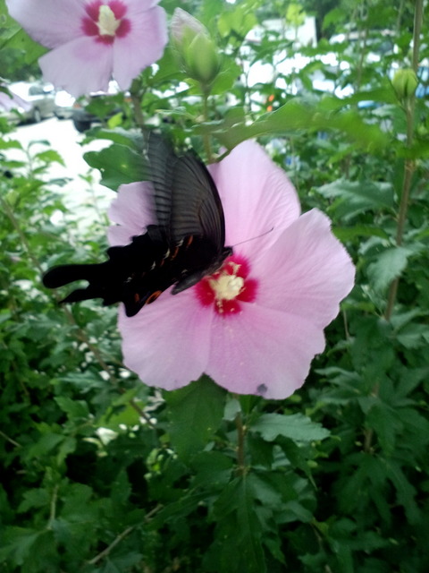 사진110808_002 - 제비나비; 무궁화; 꽃; 긴꼬리제비나비; 호랑나비과; Papilio macilentus; 