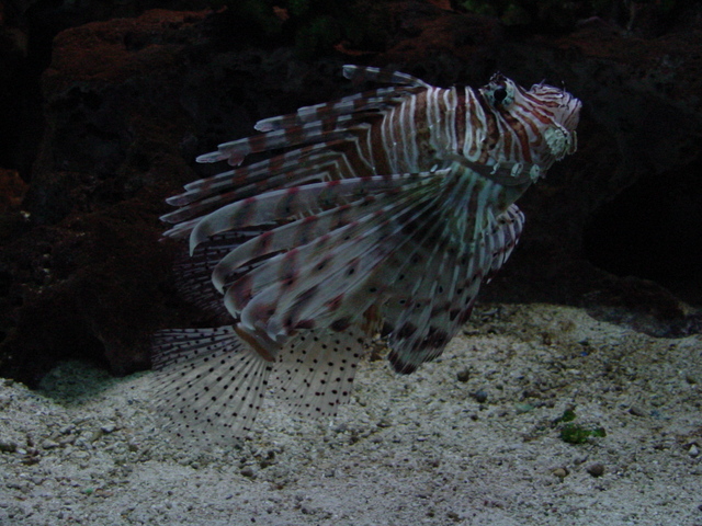 Lionfish (쏠베감펭)
