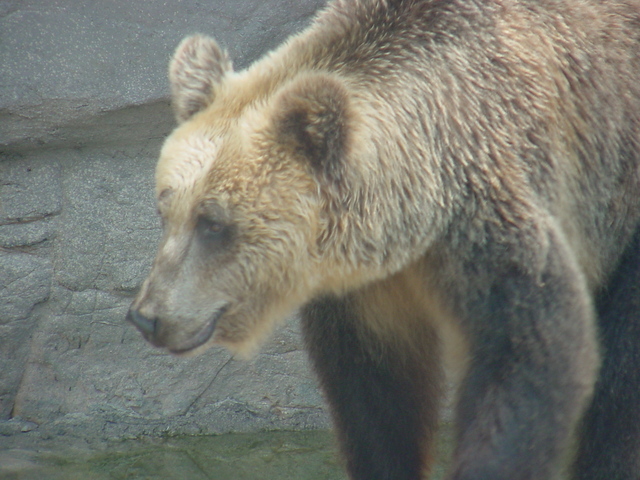 유럽불곰(European Brown Bear) - 불곰; 유럽불곰; European Brown Bear; 