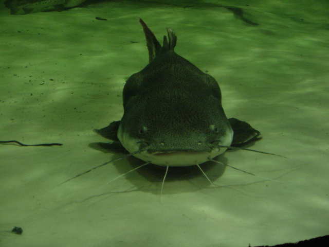 Red-tailed Catfish
 - redtail catfish; 