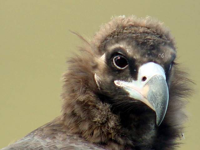 Eurasian black vulture (Cinereous vulture) | 독수리