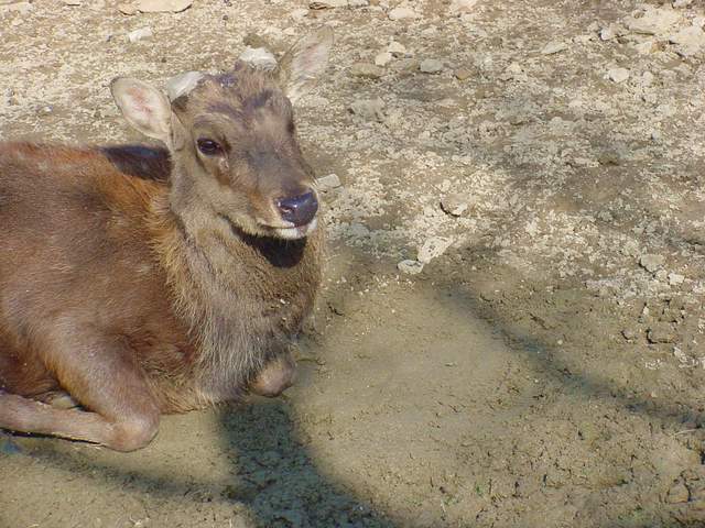 Manchurian Sika Deer (Korean subspecies) | 대륙사슴