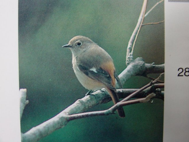 Daurian Redstart(female) | 딱새 암컷 - 딱새; 