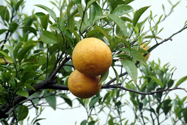 DSCF5039 - 하귤; Citrus natsudaidai; 여름귤나무; fruits; 과일; 
