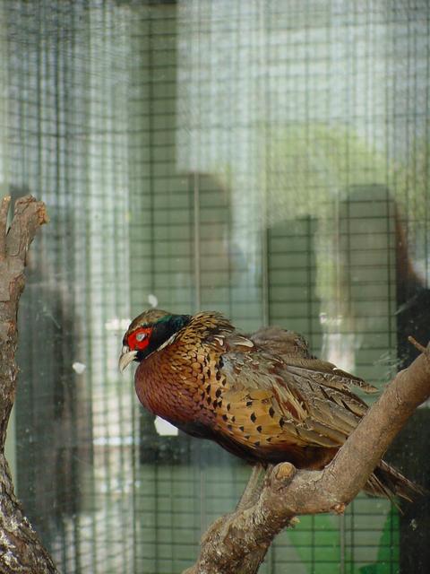 꿩(Ring-necked Pheasant/young male) - 장끼; 꿩; Phasianus colchicus; 