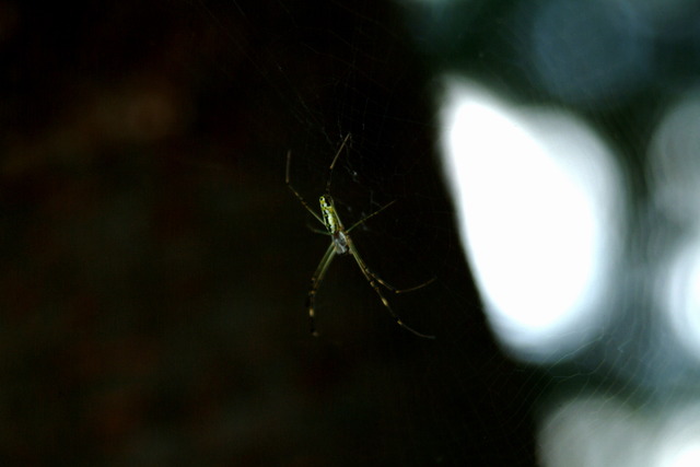 DSCF3599 - 거미; 무당거미; Nephila clavata; 